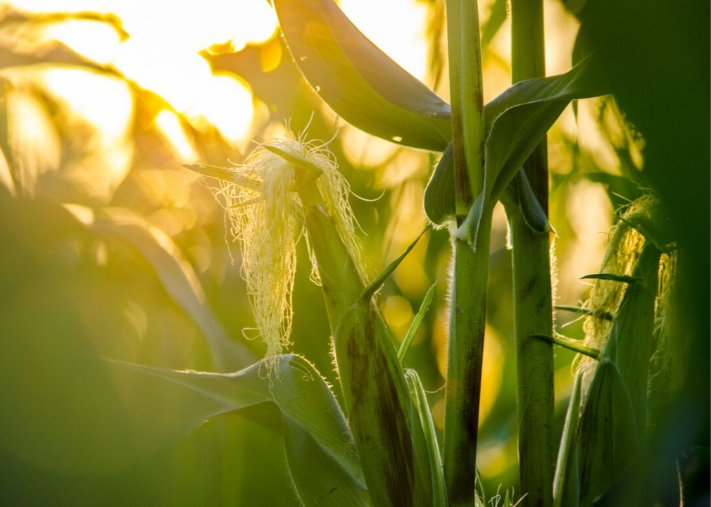 The US is the world’s leader in corn production
